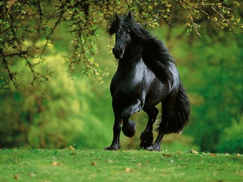 Home to champion black arabian stallions, champion black arabian horses for sale, homozygous black arabian horses. Arabian Horse Wallpapers, Pictures, Images