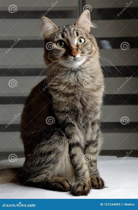 Cute Black And Grey Cat Sitting Stock Image Image Of Breed Nature