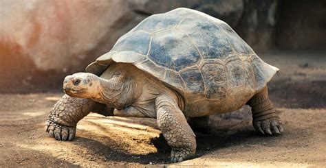 Similarities And Differences Between Turtles And Tortoises My XXX Hot