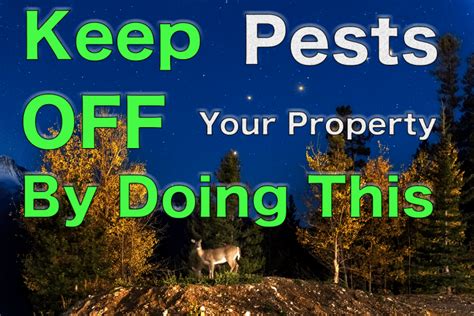The best way to keep them away is too. Do Motion Sensor Lights Deter Wildlife and Animals? - Pest ...