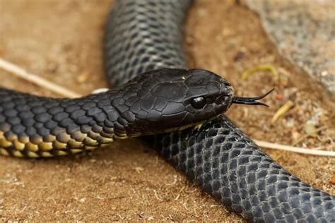 Über die schwarze mamba oder black mamba ranken sich ebenfalls viele legenden. Die giftigsten Schlangen der Welt - Rangliste | Tierwissen