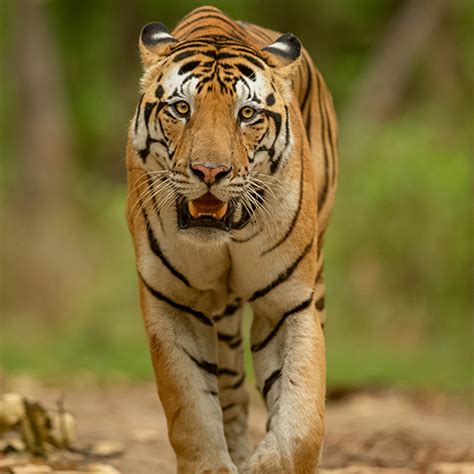 Project Tiger Comprehensive Guide On The Tiger In India
