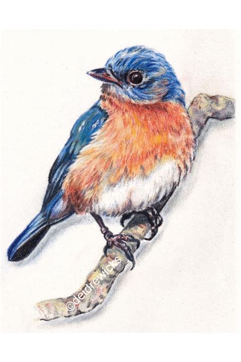 Mountain Bluebird Wildlife Art Coloured Pencil On Pastelmat