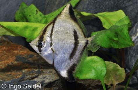 Monodactylus Sebae Seba Silberflossenblatt My Fish Aus Freude An