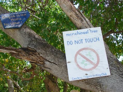 I told my wrath, my wrath did end. The Manchineel - World's Most Poisonous & Dangerous Tree ...