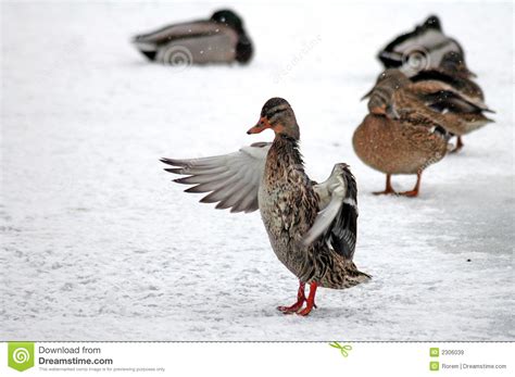 Ducks In Winter Stock Image Image Of Snow Cute Beak 2306039