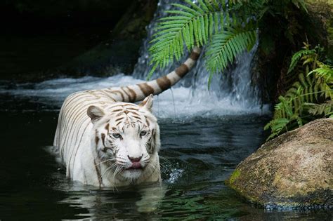 Nature Wallpaper - Animal in nature scenery ~ Nature Wallpapers