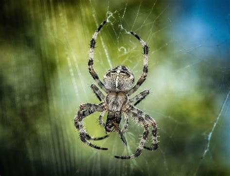 Interesting Facts About Garden Spiders Fasci Garden