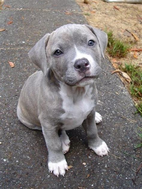 Blue Nose Pitbull So Pretty Pitbull Puppies Cute Dogs Cute Animals
