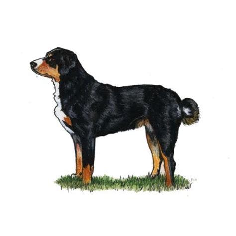 Entlebucher Mountain Dog Breeds A To Z Kennel Club