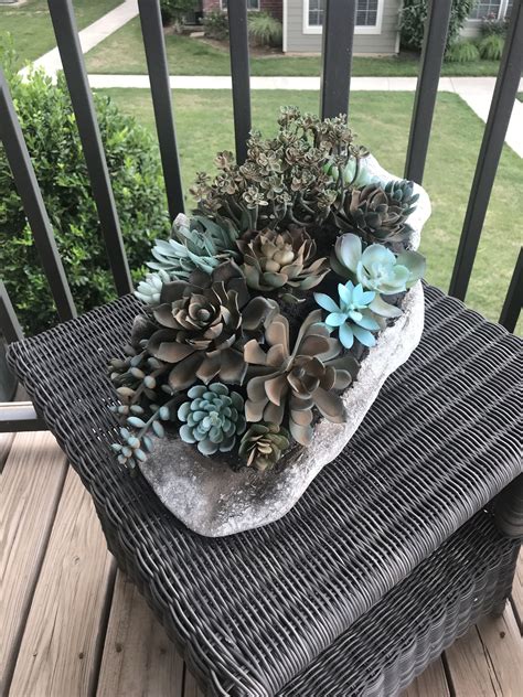 Origin of this tree from the irish and the scottish desert. Pin by mika woods on cactus | Succulents, Plants, Garden