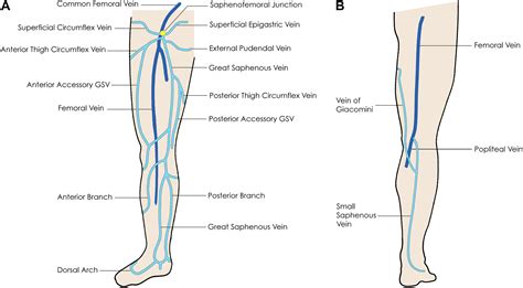Veins Of The Lower Extremity Abdomen And Pelvis Prohealthsys Images