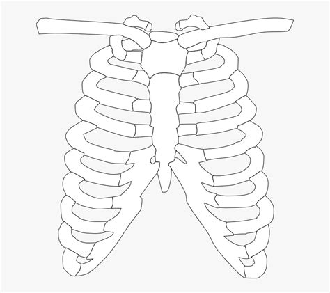 It protects a person's internal organs from damage. Rib Cage Xray Clipart - X Ray Shot Of Spinal Column Pelvis ...