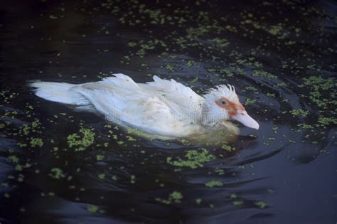White Duck Swim Stock Image Image Of Closeup Green 268389377