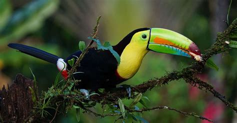 Les toucans de Guyane de drôles d oiseaux Dossier