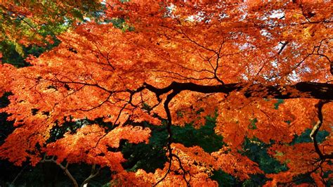 Maple Forest Wallpapers Top Free Maple Forest Backgrounds