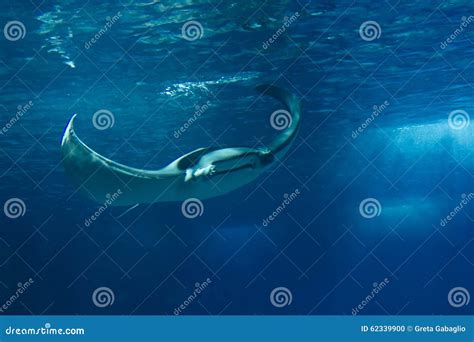 Manta Ray Fish Floating Underwater Stock Photo Image Of Oceanario