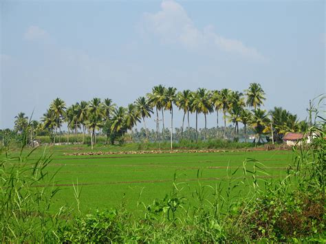india kerala 008 paddy fields and palm trees flickr