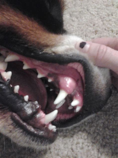 Dogs Should I Treat Inflamed Gums With Benadryl Pets Stack Exchange