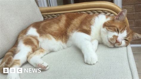 Lost Cat Reunited With Owner After 10 Years Bbc News