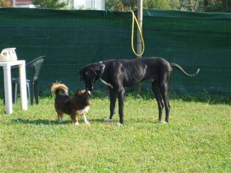 Scuola Cinofila Il Mio Cane Attivit Rho Milano Lombardia