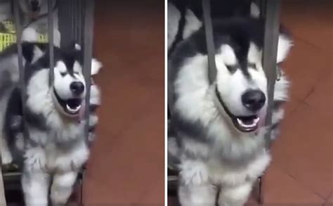 Husky In A Crate Thinks This Is A Perfectly Normal Way To