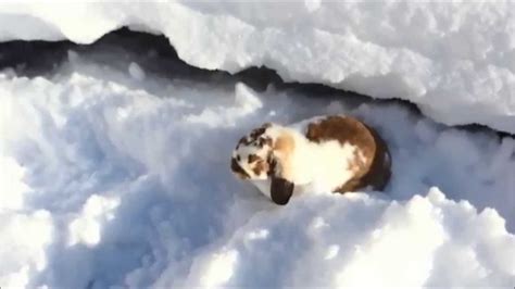 Rabbits Playing In 50 Cm Snow Youtube
