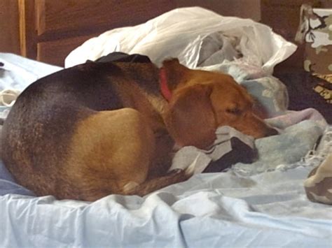 Sleeping Foxy Daisy Our Beagle World Forums