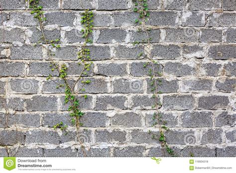 Green Ivy Plant Climb On Old White Brick Wall Background Stock Image