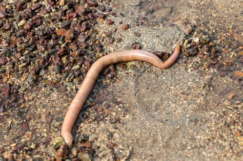 Nemertea Is A Phylum Of Invertebrate Animals Also Known As Ribbon Worms