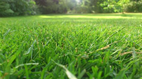 Green Lawn Field Free Image Peakpx