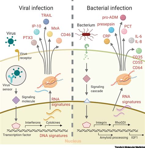 Differential Markers Of Bacterial And Viral Infections In Children For