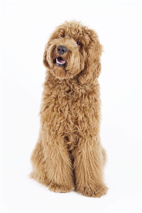 8 Surprising Facts About The Labradoodle Labradoodle Doodle Dog