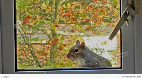 Curious Gray Squirrel Looking Through The Window Stock Video Footage