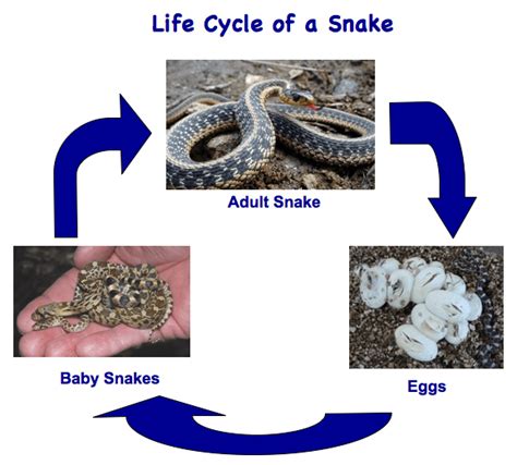 Life Cycle Of Snakes Courtship Mating Egg Laying Birth And Skin Shedding