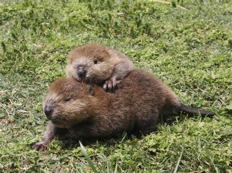 12 More Adorable Baby Beavers That Will Make Your Week Baby Beaver