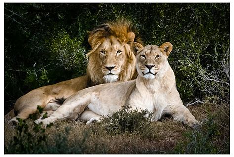 Male And Female Lion Pictures