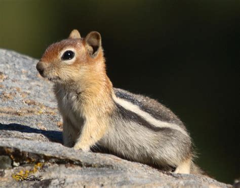 Golden Mantled Ground Squirrel Photograph By David Salter Pixels