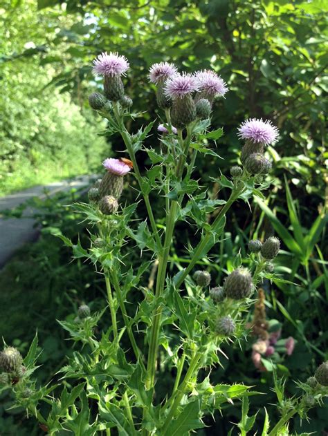 Even after you pull or dig them out repeatedly, they can continue to grow back. Canada Thistle | ISCMV