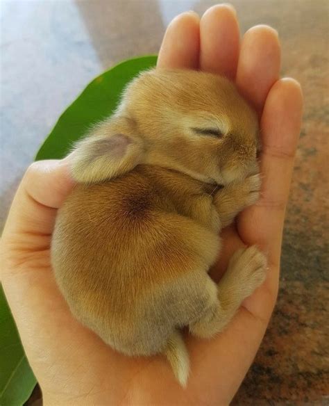 Pin By 薫 中野 On Rabbits Cute Baby Animals Baby Animals Funny Cute