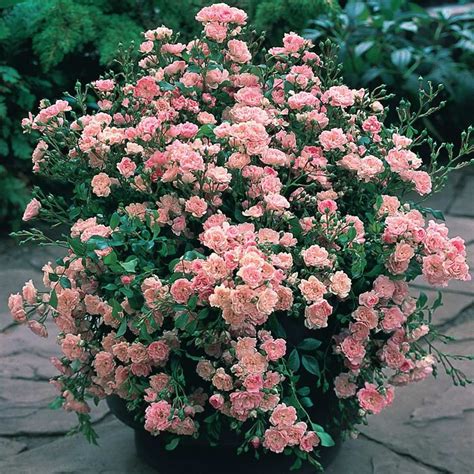 Polyantha Rose The Fairy Shrub Roses Lawn And Garden Plants