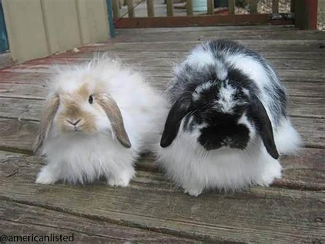 American Fuzzy Lop Rabbit Breed Information Uk Pets
