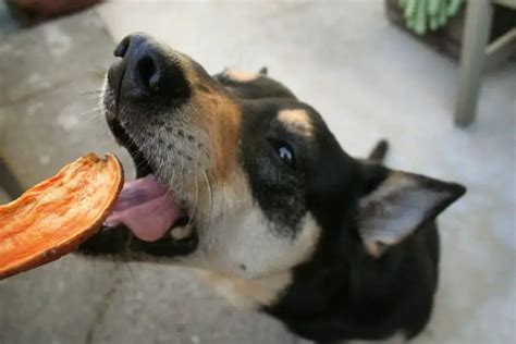 Dog And Sweet Potato Greenripegarden