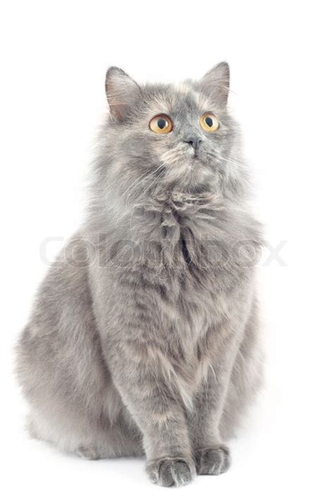 Norwegian Forest Cat Sitting In Front Of White Background Stock