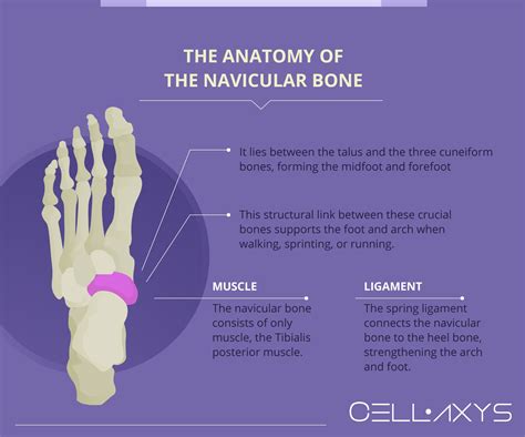 Navicular Bone Pain Causes And Treatment Cellaxys