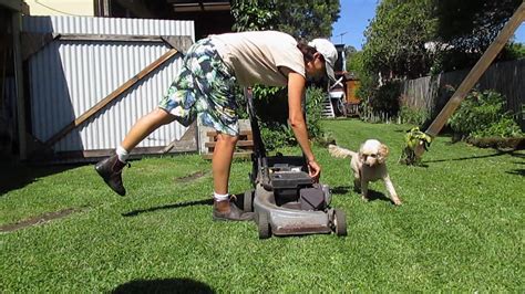 How To Stop Dog Lawn Mower Excitement Youtube