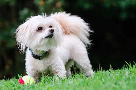 Maltipoo Temperament And Puppy Info Price Breeders Beyond Cuteness