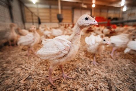 Curious Skinny Little Turkeys With Beak Trimmed At A Chicken Farm Stock Image Image Of Meat