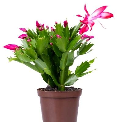 Shop for christmas cactus plants at walmart.com. Cactus & Succulent for sale - Buy Cactus & Succulents ...