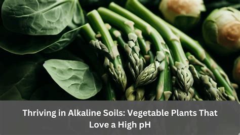 Best Vegetable Plants That Like Alkaline Soil Webgardener Learn